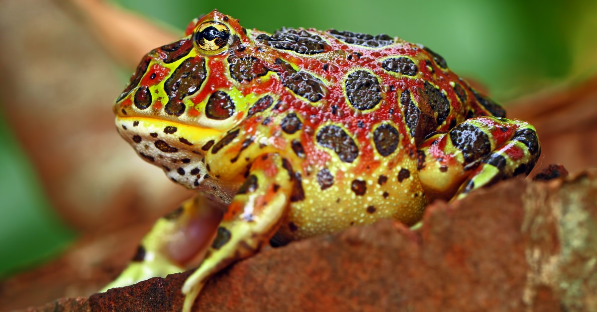 Gobble Up These Pacman Frog Care Tips